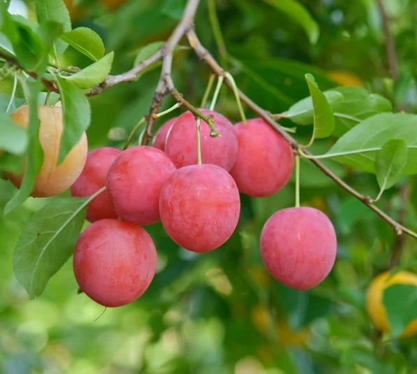 Kirschpflaume Prunus Cerasifera 3 Kirschpflaume Prunus Cerasifera