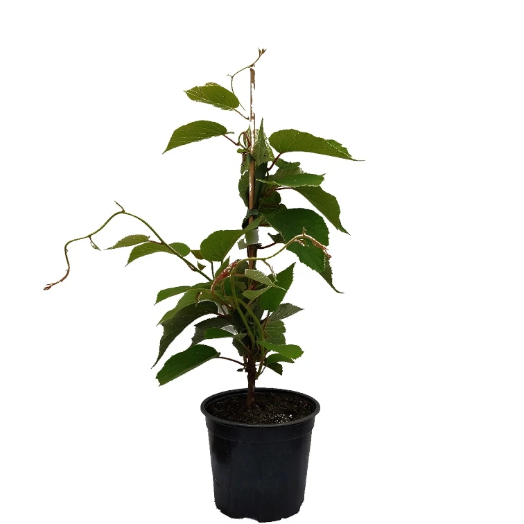 Kiwi Solo (selbstfruchtbar) Actinidia Chinensis `Solo´ 4 Kiwi Solo (selbstfruchtbar) Actinidia Chinensis `Solo´ – Bild 2