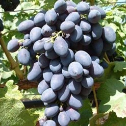 Kodrianka Vitis `Kodrianka´