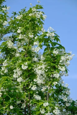 Kolchische Pimpernuss Staphylea Colchica 7 Kolchische Pimpernuss Staphylea Colchica -Pflanzenhof Kolchische Pimpernuss 2