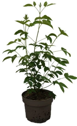 Kolchische Pimpernuss Staphylea Colchica 9 Kolchische Pimpernuss Staphylea Colchica -Pflanzenhof Kolchische Pimpernuss