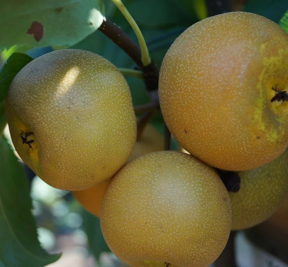 Nashi Hakko Pyrus Pyrifolia `Hakko´ 4 Nashi Hakko Pyrus Pyrifolia `Hakko´ – Bild 2