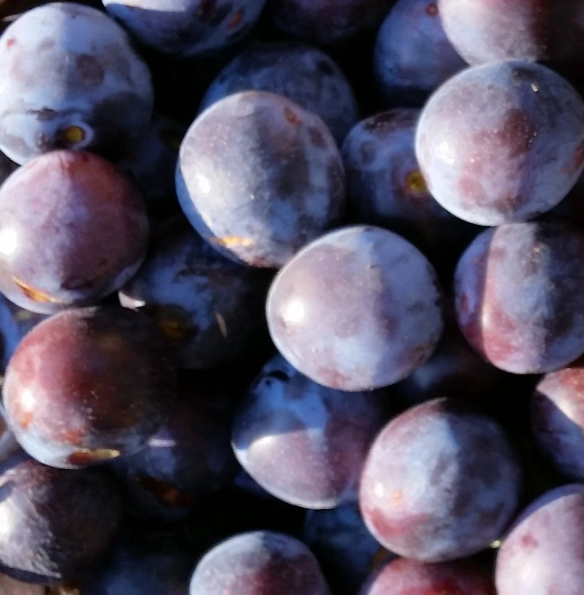 Artländer Zuckerpflaume Prunus Domestica `Artländer Zuckerpflaume´ 3 Artländer Zuckerpflaume Prunus Domestica `Artländer Zuckerpflaume´