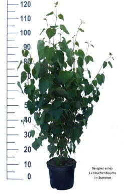 Lebkuchenbaum / Katsurabaum Cercidiphyllum Japonicum -Pflanzenhof Lebkuchenbaum weiss