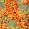 Sanddorn `Leikora´ Hippophae Rhamnoides `Leikora´ 1 Sanddorn `Leikora´ Hippophae Rhamnoides `Leikora´ -Pflanzenhof LeikoraLsFpb7v1aTdhN