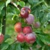 Liberty Malus Domestica `Liberty´ 2 Liberty Malus Domestica `Liberty´ -Pflanzenhof LibertyGLqknH9gbmiWk