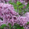 Zwerg-Duft-Flieder `Lillifee´® Syringa Meyeri `Lillifee´ 1 Zwerg-Duft-Flieder `Lillifee´® Syringa Meyeri `Lillifee´ -Pflanzenhof Lillifee Kordes Jungpflanzen