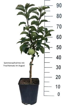 Zwergapfel Maloni® `Lilly´® Malus Domestica `Lilly´ -Pflanzenhof Lilly weiss