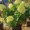 Rispenhortensie `Little Lime®´ Hydrangea Paniculata `Little Lime´ 1 Rispenhortensie `Little Lime®´ Hydrangea Paniculata `Little Lime´ -Pflanzenhof Limelight Hortensie