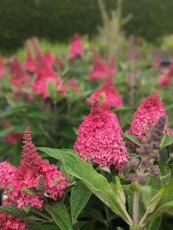 Schmetterlingsflieder Butterfly Candy® (versch. Farben) Buddleja Davidii 11 Schmetterlingsflieder Butterfly Candy® (versch. Farben) Buddleja Davidii -Pflanzenhof Little Ruby