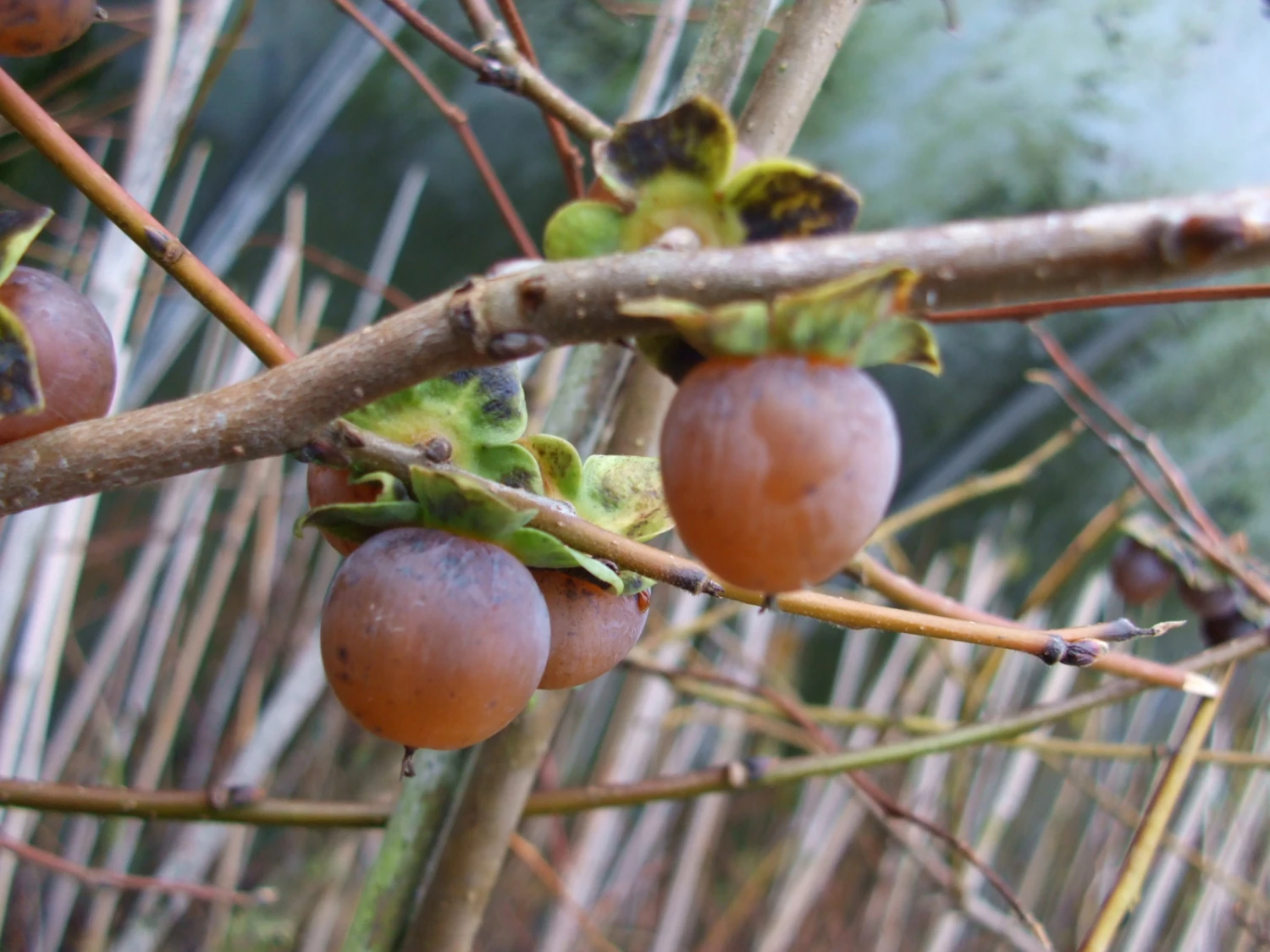 Lotuspflaume, Bildet Kleine Kakifrüchte Diospyros Lotus 3 Lotuspflaume, Bildet Kleine Kakifrüchte Diospyros Lotus