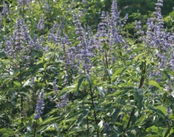 Mönchspfeffer Vitex Agnus Castus -Pflanzenhof M nchpfeffer 3
