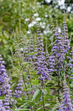 Mönchspfeffer Vitex Agnus Castus -Pflanzenhof M nchspfeffer