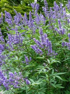 Mönchspfeffer Vitex Agnus Castus -Pflanzenhof M nchspfeffer lilaa
