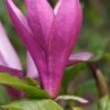 Purpur-Magnolie `Susan´ Magnolia Liliiflora `Susan´ 1 Purpur-Magnolie `Susan´ Magnolia Liliiflora `Susan´ -Pflanzenhof Magnolia Susan