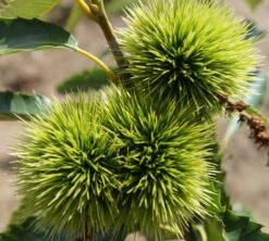 Esskastanie `Maraval´ Castanea Sativa `Maraval´ 7 Esskastanie `Maraval´ Castanea Sativa `Maraval´ -Pflanzenhof Maraval5b62cdb854980