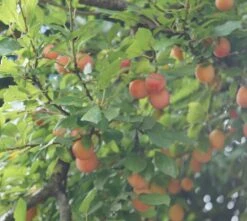 MilankaⓇ Bunte Kirschpflaume Prunus Cerasifera `Milanka´ -Pflanzenhof Milanka Frucht