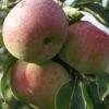 Mira ® Malus Domestica 2 Mira ® Malus Domestica -Pflanzenhof Mira 3