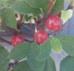 Nankingkirsche `Orient´ Prunus Tomentosa Orient 8 Nankingkirsche `Orient´ Prunus Tomentosa Orient -Pflanzenhof Nankingkirsche Frucht