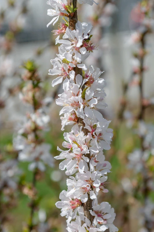 Nankingkirsche `Orient´ Prunus Tomentosa Orient 3 Nankingkirsche `Orient´ Prunus Tomentosa Orient