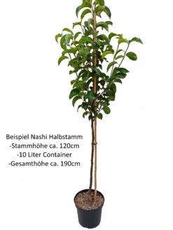 Benita®, Kreuzung Aus Birne Und Nashi Pyrus Pyrifolia `Benita´ 9 Benita®, Kreuzung Aus Birne Und Nashi Pyrus Pyrifolia `Benita´ -Pflanzenhof Nashi Halbstamm1QA3uvqrlhlbLZ