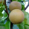 Nashi Hakko Pyrus Pyrifolia `Hakko´ 1 Nashi Hakko Pyrus Pyrifolia `Hakko´ -Pflanzenhof Nashi Hosui