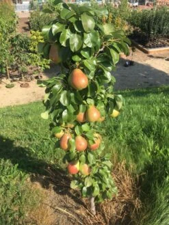 Säulenbirne `Obelisk®´ Pyrus Communis `Obelisk®´ -Pflanzenhof Obeslisk2
