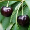 Oktavia Prunus Avium `Oktavia´ 2 Oktavia Prunus Avium `Oktavia´ -Pflanzenhof Oktavia574ff24be4c03