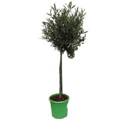 Olivenbaum - Stämmchen Olea Europaea 7 Olivenbaum - Stämmchen Olea Europaea -Pflanzenhof Olivenbaum 1