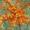 Sanddorn Orange Energy Hippophae Rhamnoides `Orange Energy´ 2 Sanddorn Orange Energy Hippophae Rhamnoides `Orange Energy´ -Pflanzenhof Orange Energy 2