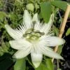 Passionsblume `Snow Queen´ Passiflora `Snow Queen´ 1 Passionsblume `Snow Queen´ Passiflora `Snow Queen´ -Pflanzenhof Passiflora Snow Queen