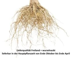 Mirabelle Von Nancy Prunus Domestica Subsp. Syriaca `Nancymirabelle´ -Pflanzenhof Pflaume Beispiel wurzelnackthFvAWM1HbbE0d