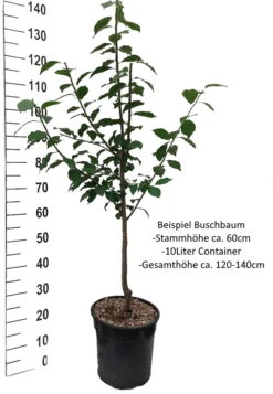Wangenheims Frühzwetsche Prunus Domestica `Wangenheim´s Frühzwetsche´ 8 Wangenheims Frühzwetsche Prunus Domestica `Wangenheim´s Frühzwetsche´ -Pflanzenhof Pflaume Buschbaum Beispiel Neu WeissvOoIaYPz85LGX