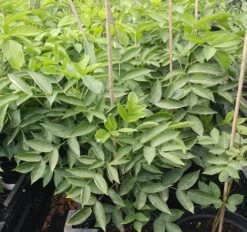 Rispen-Pimpernuss Staphylea Pinnata 8 Rispen-Pimpernuss Staphylea Pinnata -Pflanzenhof Pimpernuss