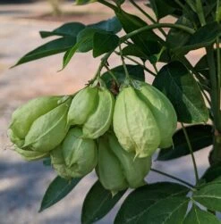 Rispen-Pimpernuss Staphylea Pinnata 10 Rispen-Pimpernuss Staphylea Pinnata -Pflanzenhof Pimpernuss Frucht1