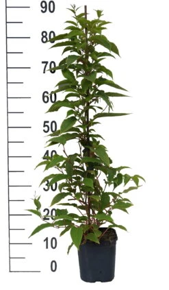 Bestseller -Pflanzenhof Pink Jumbo weiss