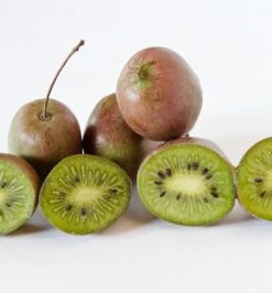 Bestseller 12 Großfrüchtige Bayern-Kiwi `Pink Jumbo´ Actinidia Arguta `Pink Jumbo´