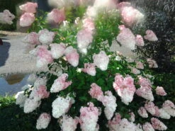 Rispenhortensie `Vanille-Fraise´ Hydrangea Paniculata `Vanille Fraise´ 13 Rispenhortensie `Vanille-Fraise´ Hydrangea Paniculata `Vanille Fraise´ -Pflanzenhof Pinky Winkie Hortensie5936a36f54caf