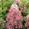 Rispenhortensie Pinky Winky ® Hydrangea Paniculata `Pinky Winky´ 1 Rispenhortensie Pinky Winky ® Hydrangea Paniculata `Pinky Winky´ -Pflanzenhof Pinky Winky Hortensie