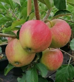 Pinova ® Malus Domestica -Pflanzenhof Pinova Baumschule