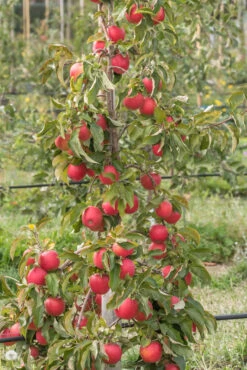 Pinova ® Malus Domestica -Pflanzenhof Pinova am Baum