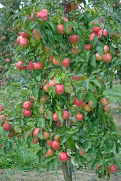 Pinova ® Malus Domestica -Pflanzenhof Pinova3