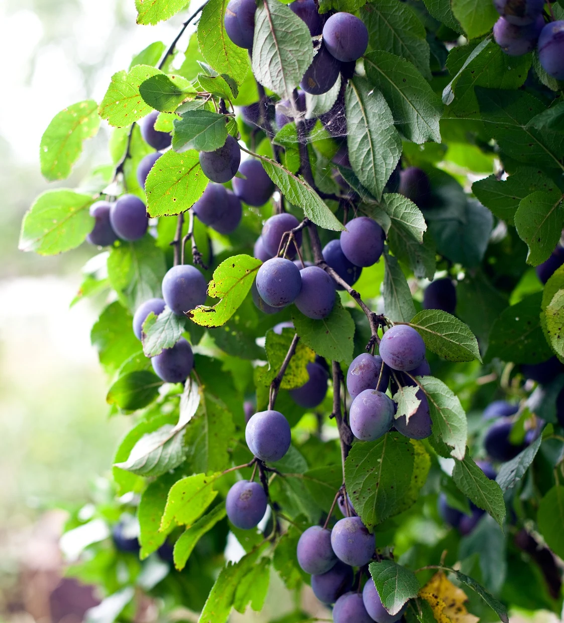 Pogauner (Alte Wildpflaume) Prunus Domestica `Pogauner´ 3 Pogauner (Alte Wildpflaume) Prunus Domestica `Pogauner´