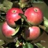 Säulenapfel `Pompink Ⓢ´ Malus Domestica `Pompink Ⓢ´ 2 Säulenapfel `Pompink Ⓢ´ Malus Domestica `Pompink Ⓢ´ -Pflanzenhof Pompink
