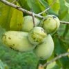 Veredelte Indianerbanane (Paw Paw) `Prima 1216´ Asimina Triloba `Prima 1216´ 2 Veredelte Indianerbanane (Paw Paw) `Prima 1216´ Asimina Triloba `Prima 1216´ -Pflanzenhof Prima 1216