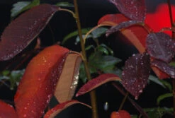 Prince William-Großfruchtige Felsenbirne Amelanchier `Prince William´ 11 Prince William-Großfruchtige Felsenbirne Amelanchier `Prince William´ -Pflanzenhof Prince William Kordes Jungpflanzen1