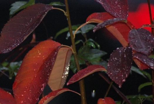 Prince William-Großfruchtige Felsenbirne Amelanchier `Prince William´ 6 Prince William-Großfruchtige Felsenbirne Amelanchier `Prince William´ – Bild 4