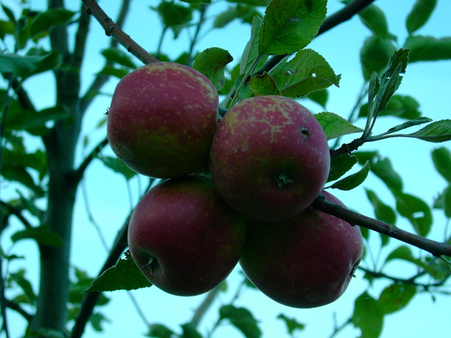 Purpurroter Cousinot Malus Domestica 3 Purpurroter Cousinot Malus Domestica