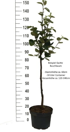 Cydora Robusta Cydonia Oblonga `Cydora Robusta´ 8 Cydora Robusta Cydonia Oblonga `Cydora Robusta´ -Pflanzenhof Quitte Beispiel buschbaum weissjkFpXeMpz2mA0