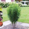 Säulen-Felsenbirne `Rainbow Pillar´® Amelanchier Canadensis `Rainbow Pillar´ 2 Säulen-Felsenbirne `Rainbow Pillar´® Amelanchier Canadensis `Rainbow Pillar´ -Pflanzenhof Rainbow Pillar Kordes Jungpflanzen